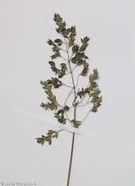 Attēlu rezultāti vaicājumam “Poa humilis”