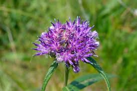 Attēlu rezultāti vaicājumam “Saussurea esthonica flower”