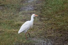 Attēlu rezultāti vaicājumam “Bubulcus ibis”