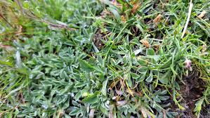 Attēlu rezultāti vaicājumam “Antennaria dioica leaf”