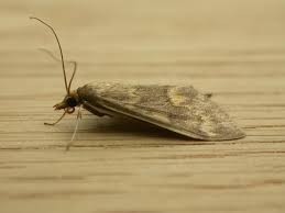 Attēlu rezultāti vaicājumam “Ostrinia nubilalis”