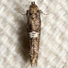 Attēlu rezultāti vaicājumam “Acrolepiopsis assectella”