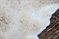 Attēlu rezultāti vaicājumam “Cinereomyces lindbladii”