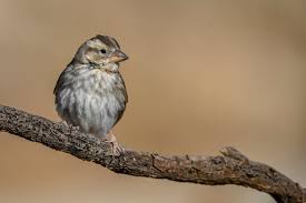 Image result for Petronia petronia