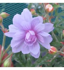 Image result for Geranium `Summer Skies`