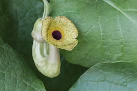 Attēlu rezultāti vaicājumam “Aristolochia durior”