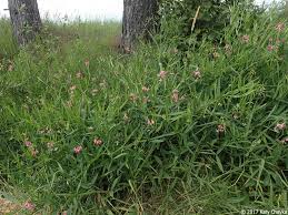 Attēlu rezultāti vaicājumam “Lathyrus sylvestris flower”