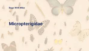 Attēlu rezultāti vaicājumam “Micropterigidae”