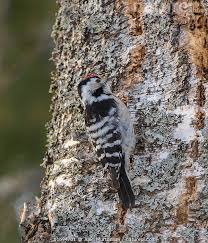 Attēlu rezultāti vaicājumam “Dendrocopos minor male”