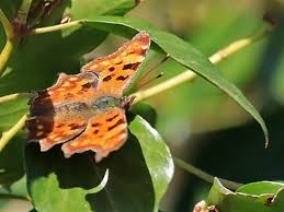 Attēlu rezultāti vaicājumam “Diderma montanum var. album”