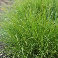 Attēlu rezultāti vaicājumam “Carex remota”