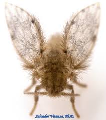 Attēlu rezultāti vaicājumam “Psychodidae”