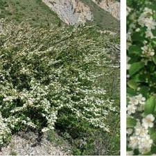 Attēlu rezultāti vaicājumam “Cotoneaster multiflorus”