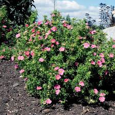 Attēlu rezultāti vaicājumam “Potentilla”