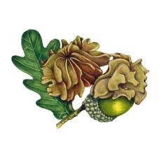 Attēlu rezultāti vaicājumam “Quercus robur fruit”