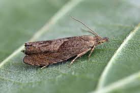 Attēlu rezultāti vaicājumam “Dichrorampha simpliciana”