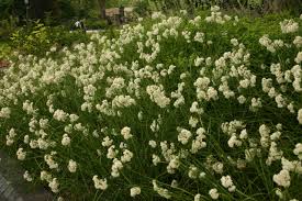 Attēlu rezultāti vaicājumam “Luzula luzuloides”