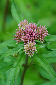 Attēlu rezultāti vaicājumam “Eupatorium cannabinum leaf”