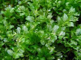 Attēlu rezultāti vaicājumam “Orthotrichum affine var. affine”