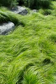 Attēlu rezultāti vaicājumam “Carex x bakkeriana”