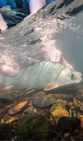 Image result for Carpiodes velifer