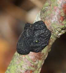 Attēlu rezultāti vaicājumam “Exidia glandulosa”