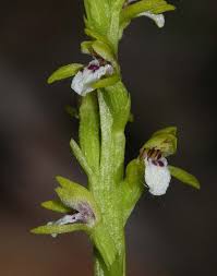 Attēlu rezultāti vaicājumam “Corallorhiza trifida flower”