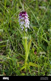 Attēlu rezultāti vaicājumam “Orchis ustulata flower”