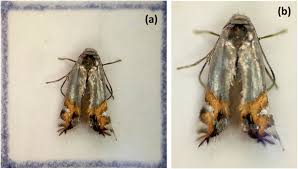 Attēlu rezultāti vaicājumam “Lyonetiidae”