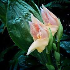 Attēlu rezultāti vaicājumam “Plantago uniflora flower”