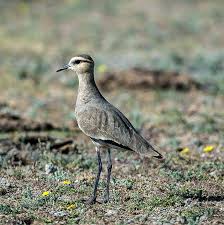 Image result for Vanellus gregarius