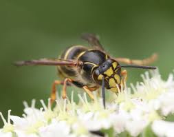 Attēlu rezultāti vaicājumam “Dolichovespula media”