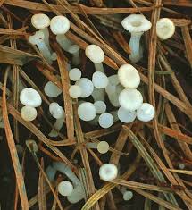 Attēlu rezultāti vaicājumam “Cudoniella acicularis”