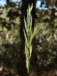 Attēlu rezultāti vaicājumam “Bromopsis inermis leaf”
