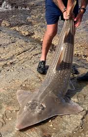 Image result for Rhynchobatus djiddensis