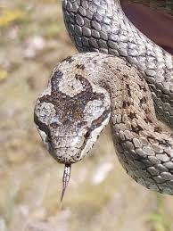 Attēlu rezultāti vaicājumam “Coronella austriaca adult”