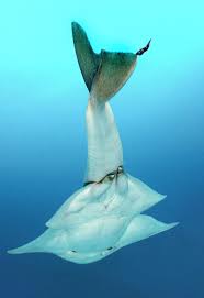 Image result for Squatina squatina