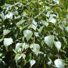 Attēlu rezultāti vaicājumam “Betula”