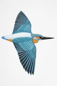 Attēlu rezultāti vaicājumam “Alcedo atthis adult”