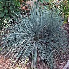 Attēlu rezultāti vaicājumam “Helictotrichon pratense”