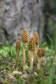 Attēlu rezultāti vaicājumam “Neottia nidus-avis”