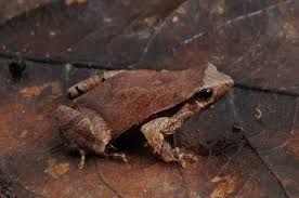 Attēlu rezultāti vaicājumam “Physarum obscurum sessile”