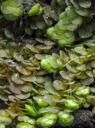 Attēlu rezultāti vaicājumam “Frullania fragilifolia”