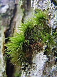 Attēlu rezultāti vaicājumam “Dicranum viride”