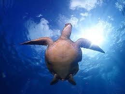 Image result for Chelonia mydas