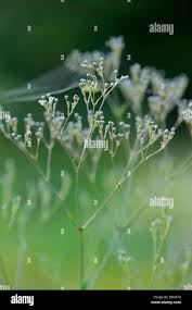 Attēlu rezultāti vaicājumam “Gypsophila fastigiata bud”