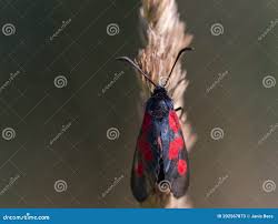 Attēlu rezultāti vaicājumam “Zygaena sp.”