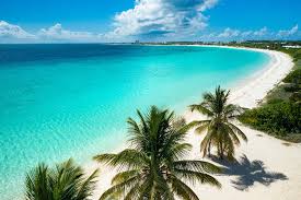 Image result for Anguilla anguilla