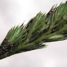 Attēlu rezultāti vaicājumam “Cynosurus cristatus flower”