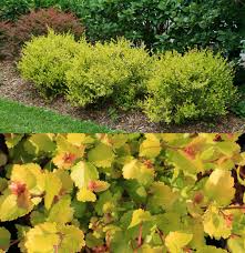 Attēlu rezultāti vaicājumam “Betula nana leaf”